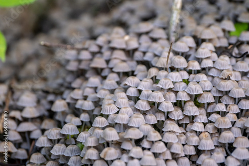 Coprinellus disseminatus commonly known as the fairy inkcap, fairy bonnet, or trooping crumble cap photo