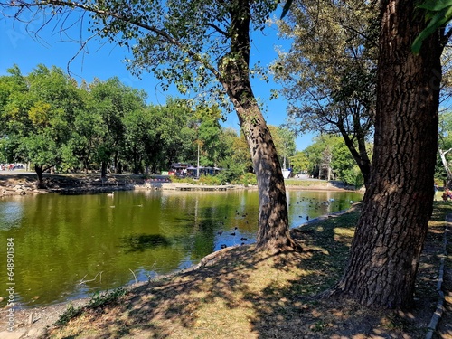 trees grow on the shore of a lake in the park