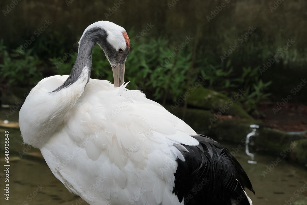 Fototapeta premium タンチョウ