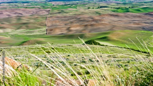 Nature's Theater: 4K Video of Dramatic Cloudy Sky over Verdant Wheat Field in California, USA