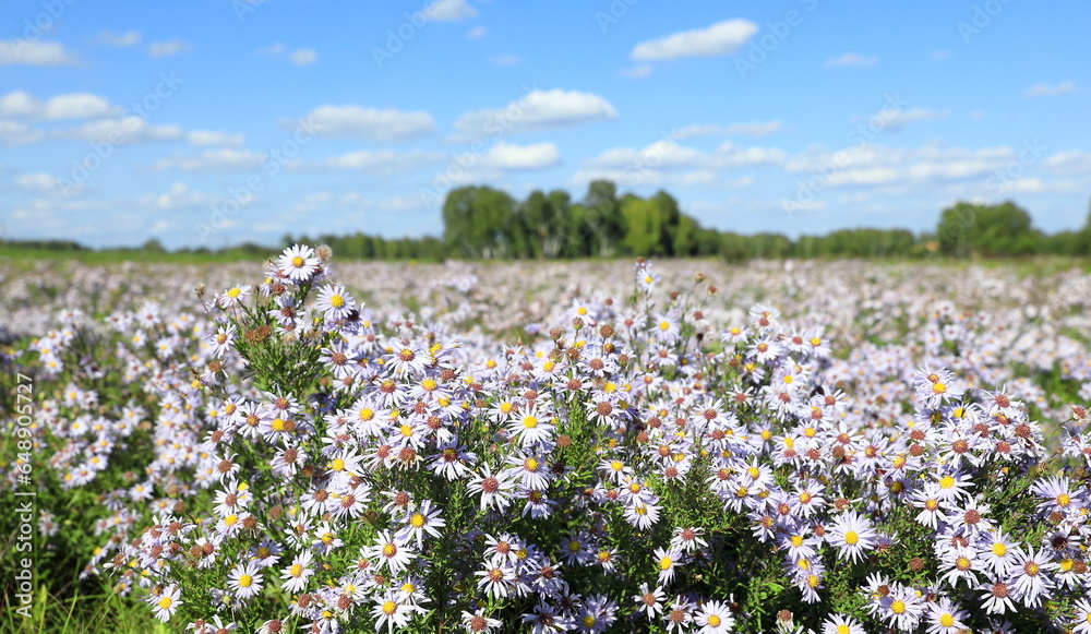 Boltonia asteroides var. latisquama. False Chamomile thickets on a sunny day in a clearing Boltonia asteroides var. latisquama. False Chamomile thickets on a sunny day in a clearing