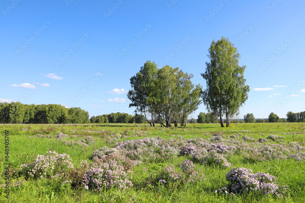 Panorama with False Chamomile and birch trees in summer in Siberia Panorama with False Chamomile and birch trees in summer in Siberia