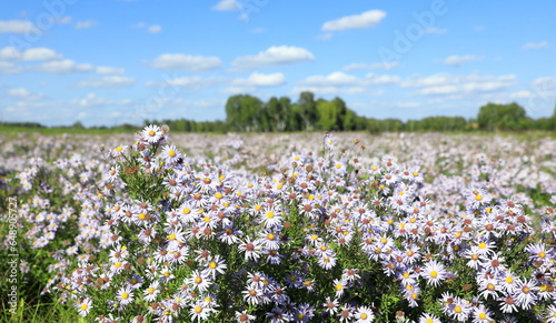 Boltonia asteroides var. latisquama. False Chamomile thickets on a sunny day in a clearing