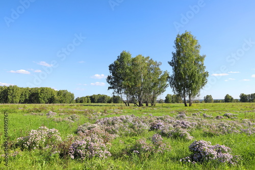 Panorama with False Chamomile and birch trees in summer in Siberia