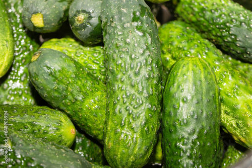 Cucumbers for pickling  green vegetables.