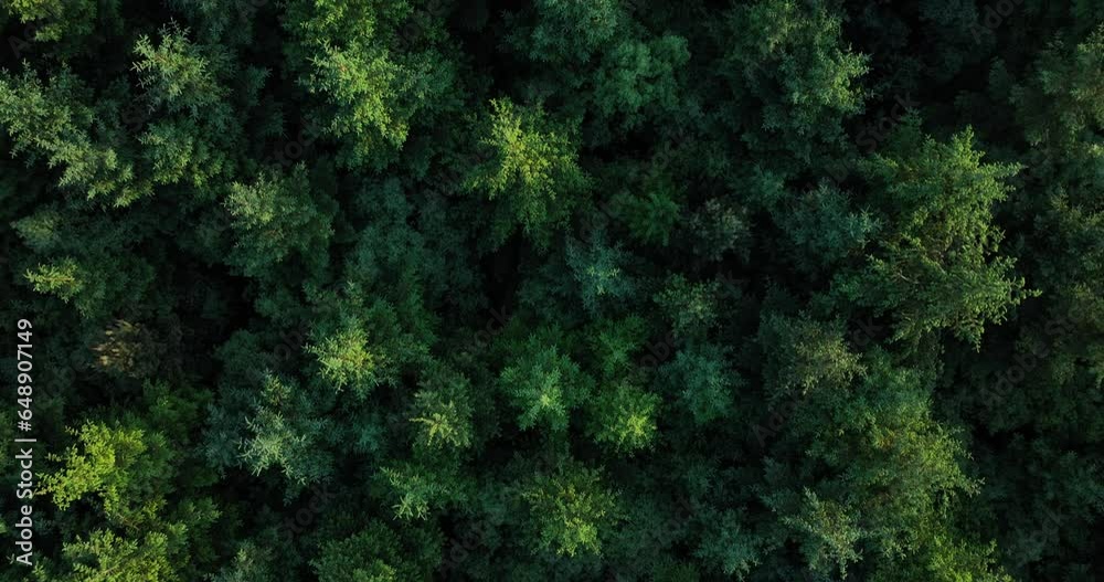 A top-down view of the conifers. Yule trees and pine trees 4k