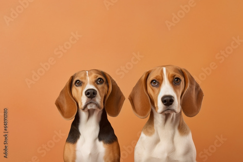 Pair of Beagle dogs on orange background with copy space