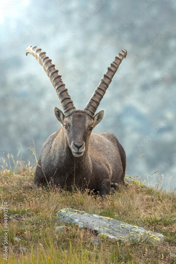 Massive male Alpine ibex or mountain ibex (Capra ibex) with huge horns resting in an alpine clearing at dusk, Alps Mountains, Italy.