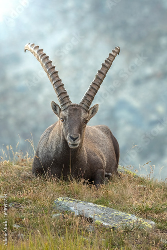 Massive male Alpine ibex or mountain ibex  Capra ibex  with huge horns resting in an alpine clearing  at dusk  Alps Mountains  Italy.