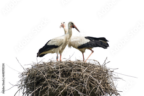 Storks