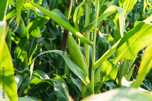 Fresh green corn cob in an organic corn field. Corn cob in a corn plantation