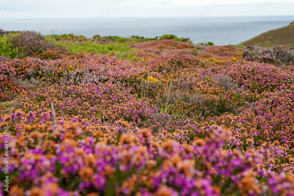 purple and orange flower field purple and orange flower field