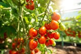 Ripe Red Tomatoes Ripening in Sunlight, Copy Space
