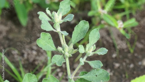 Glinus Lotoides (Also called damascisa, lotus sweetjuice). This plant is found in seasonally inundated land and has many traditional uses as medicine and as food photo