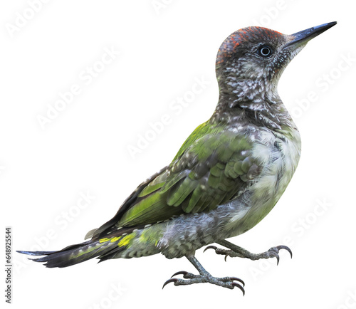European green woodpecker (Picus viridis), PNG, isolated on transparent Background photo