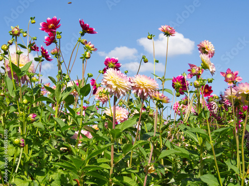 Pink flowers. Pink dahlias. Autumn landscape. Beautiful fuchsia pink daisy flower on blue sky background. Bouquet of pink dahlia. Chrysanthemum on the meadow. Field of autumn dahlia. Garden background photo