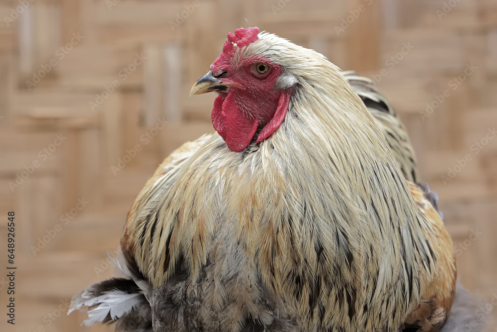 An adult male Brahma chicken is resting on a rock covered with moss. This large and heavy body chicken has the scientific name Gallus gallus domesticus.