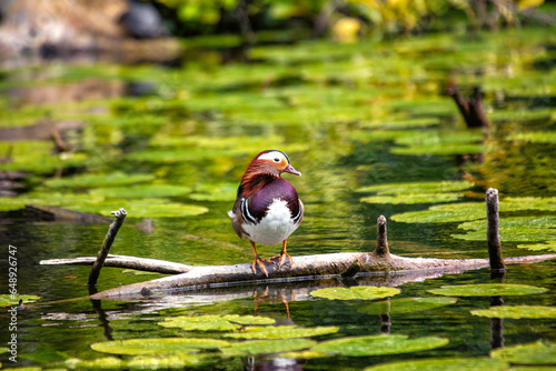 Photography Male Mandarin Duck (Aix galericulata) at National Botanic Park, Dublin, Ireland