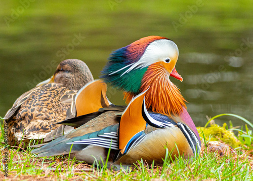 Photography Male Mandarin Duck (Aix galericulata) at National Botanic Park, Dublin, Ireland
