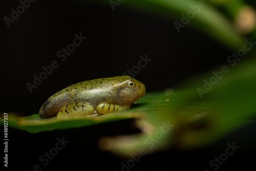 Foto Juvenile Malabar gliding frog resting on a green leaf in its natural habitat