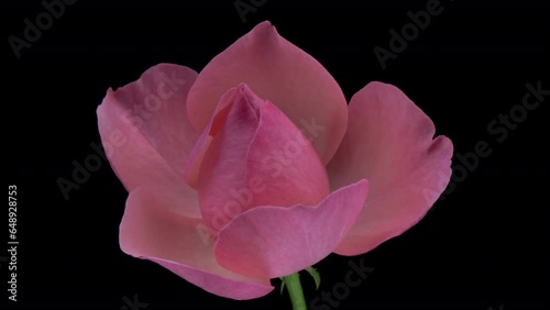 Wallpaper Mural Beautiful opening pink rose . Petals of Blooming pink rose flower open, time lapse, close-up. Holiday, love, birthday design backdrop. Viva magenta. Color trends. Macro. Torontodigital.ca