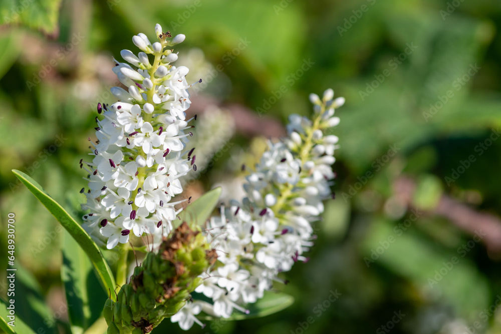Close up of white hebe flowers in bloom Close up of white hebe flowers in bloom