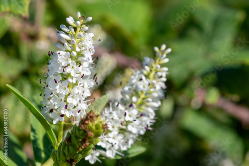 Close up of white hebe flowers in bloom