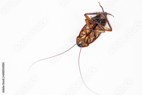 Dead cockroach with eggs still attached isolated on white background. Top View