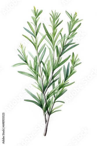 Rosemary sprig isolated on a white background