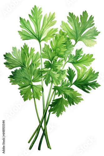 Sprigs of parsley isolated on a white background