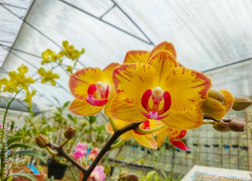 Yellow orchid flowers blooming in the garden.
