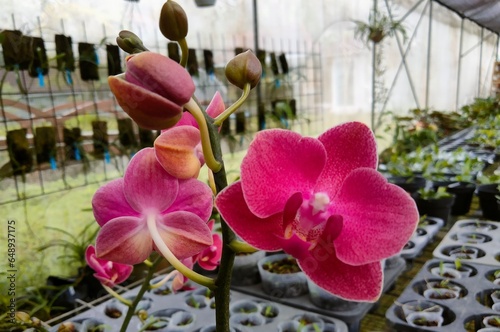 Orchid flowers blooming in the garden.