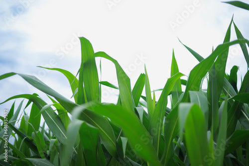 The concept of an agricultural farm  with abundant corn leaves  is a beautiful scenery at sunset on the farm. 