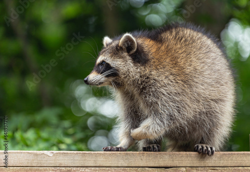 Closeup of raccoon on railing.