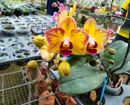 orchid flower in a garden