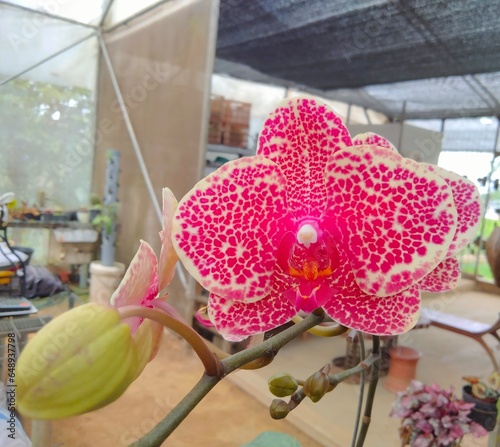 flower on the roof