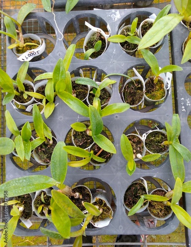 Orchid plant seeds in pots.