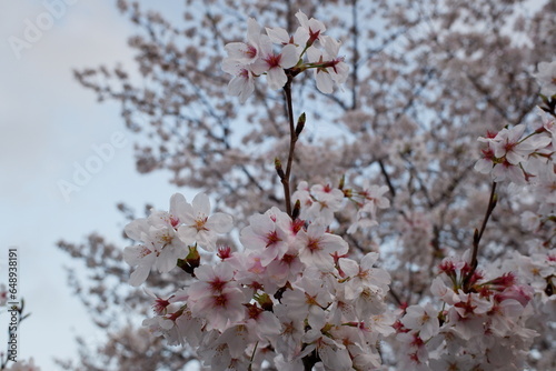 公園の桜