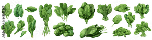 set of vector illustration of spinach. isolated on a transparent background. eps 10