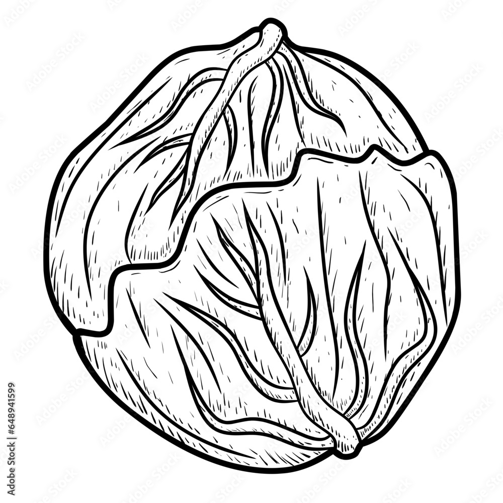 Fototapeta premium illustration of a sketch of a cabbage line 