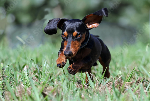 Cute adult dachshund or wiener dog hopping on the grass outdoors. Happy and healthy badger or sausage dog having fun in the park. Front view of a short-legged dog jumping in the air.