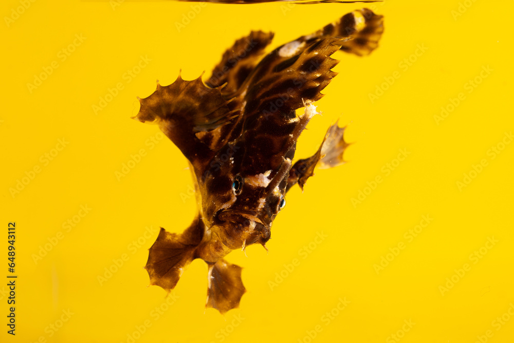 Obraz premium Sargassumfish (Histrio histrio) juvenile