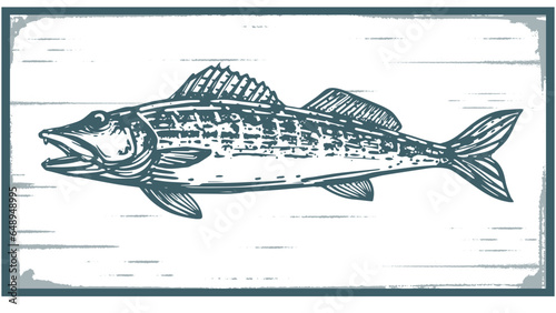 rough rustic style sketch illustration of walleye fish for fishing theme prints, logos, posters, labels etc. photo