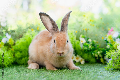 adorable brown rabbit with black eyes sitting on green grass in home garden with natural blurred background, young fluffy Easter bunny little pet playing at daisy lawn park on spring summer day