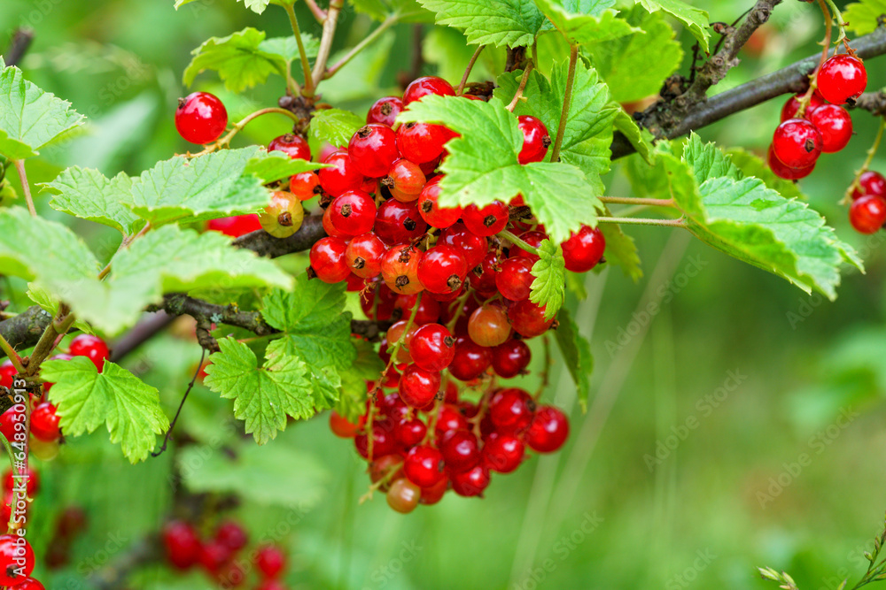 Bush of red currants in the garden, natural light, front view Bush of red currants in the garden, natural light, front view