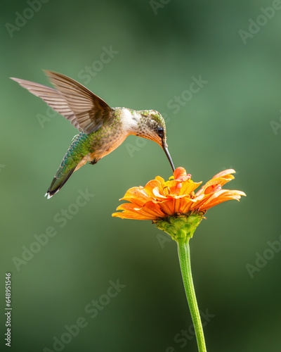 hummingbird on flower