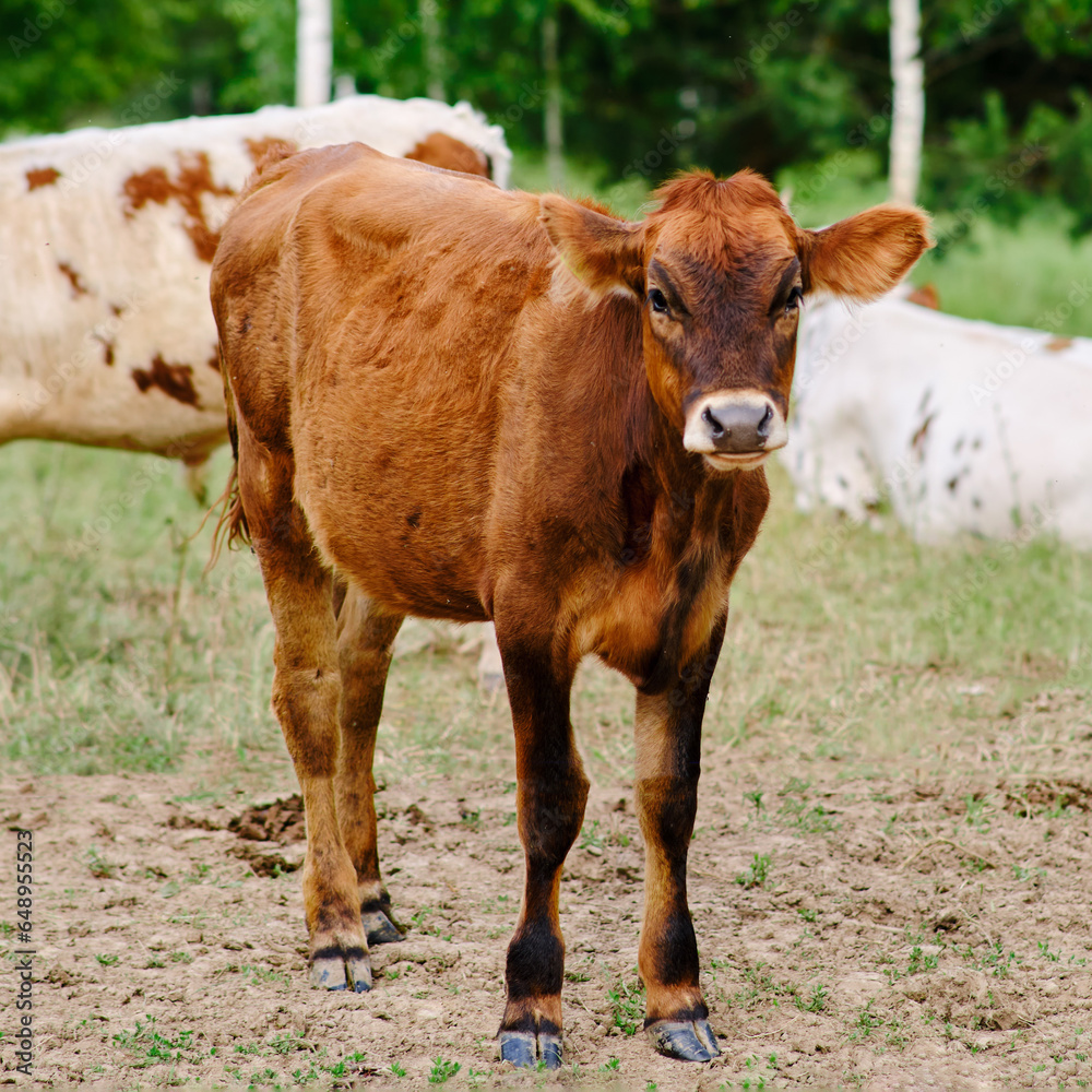 The dairy cows roam freely on the farmland, grazing on the nutritious grass and providing milk for the farm. The dairy cows roam freely on the farmland, grazing on the nutritious grass and providing milk for the farm.