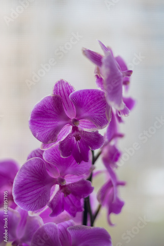 Indoor pink flower Orchid in a pot is on the windowsill by the window.