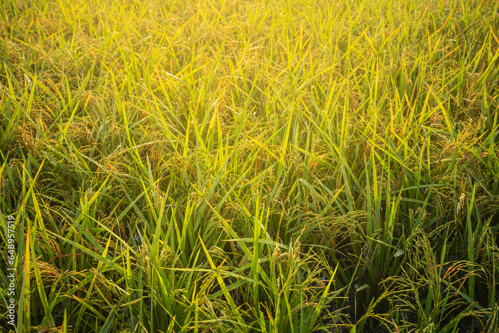 Organic Rice Farming, Embracing Health and Sustainability,Golden Harvest Rice Fields for a Healthy Lifestyle.