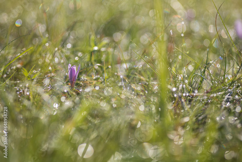 Ocun - Colchicum - colorful flower in a meadow in green grass. The photo has a beautiful bokeh created by an old lens. photo